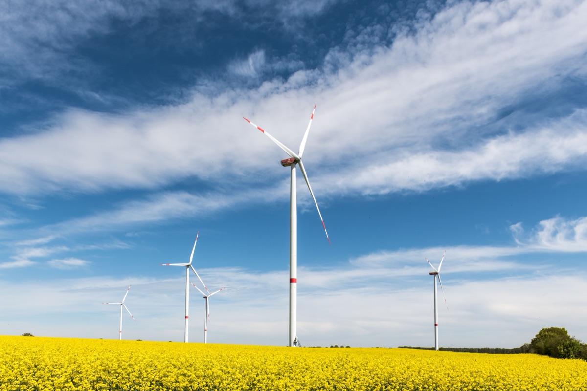 Wind turbines over a yellow field